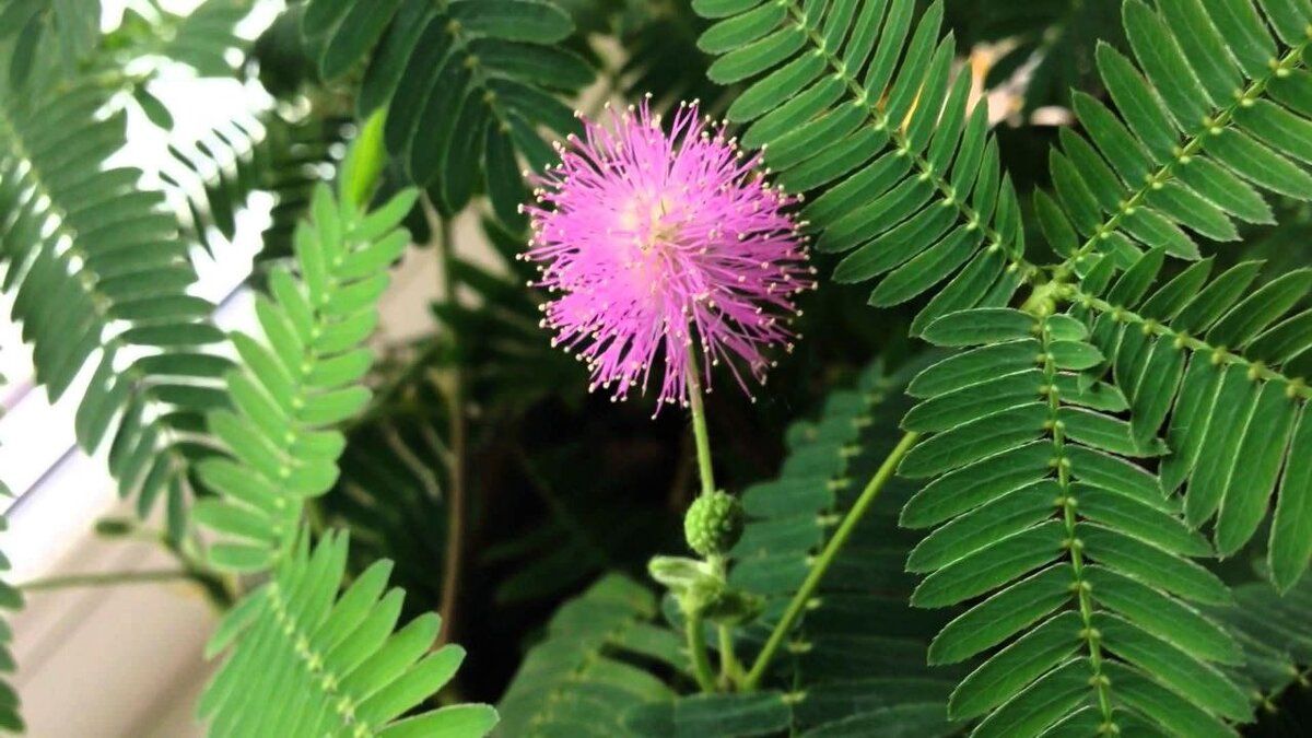 Безвкусница Безвкусница