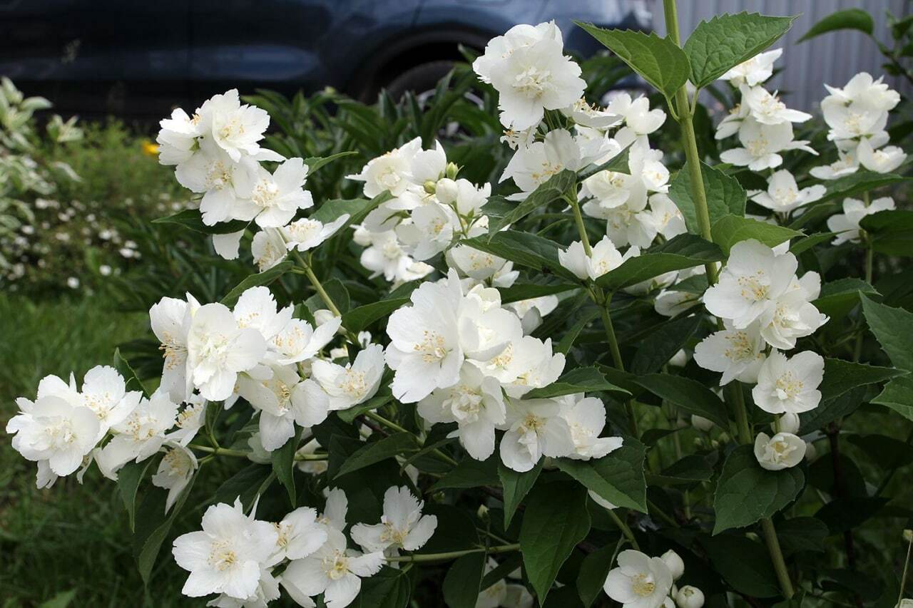 Жасмин карликовый