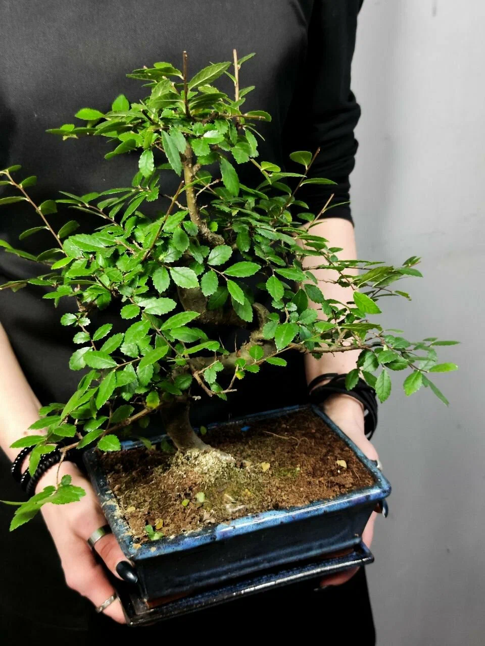 Вяз мелколистный