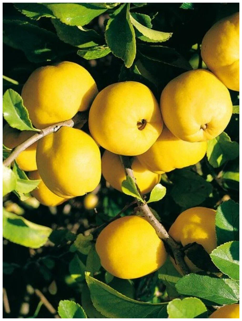 Айва пирамидальная