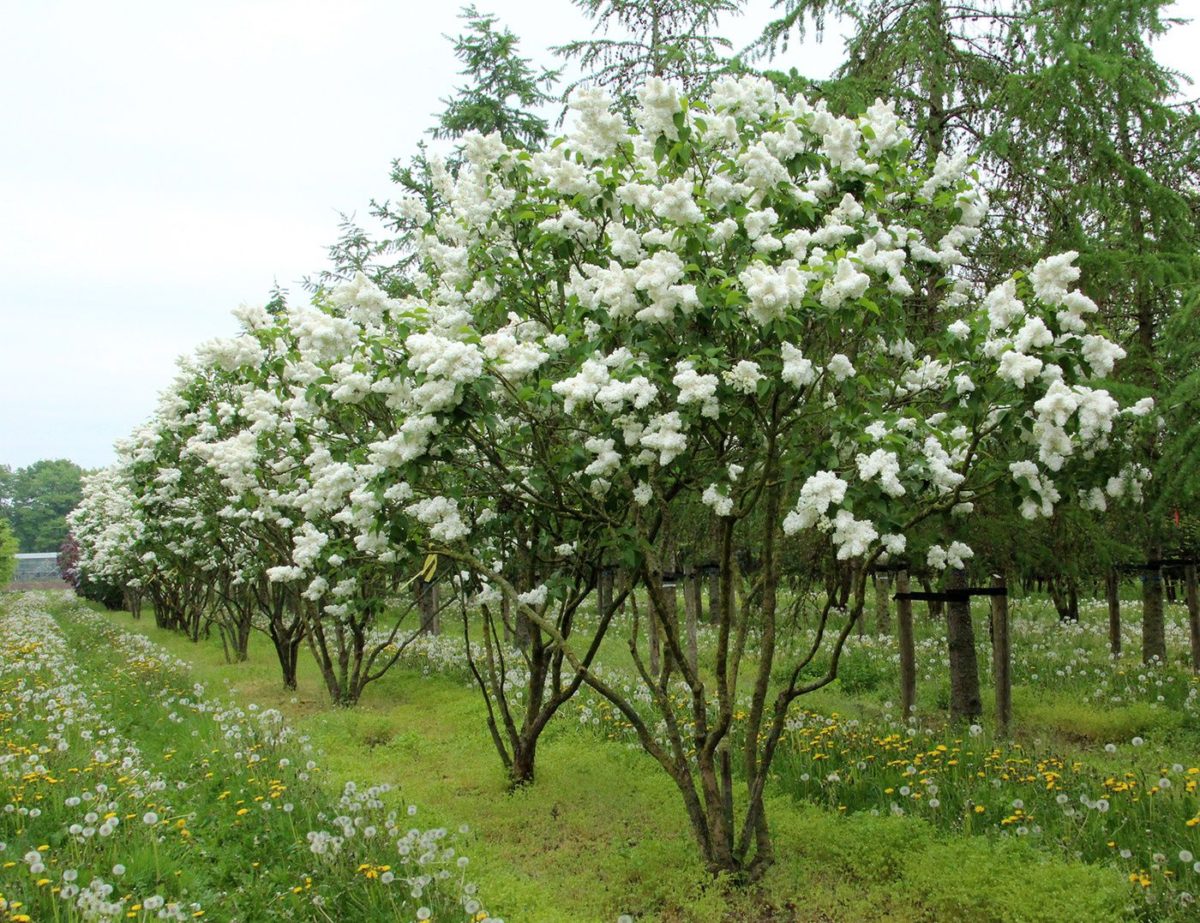 Сирень обыкновенная