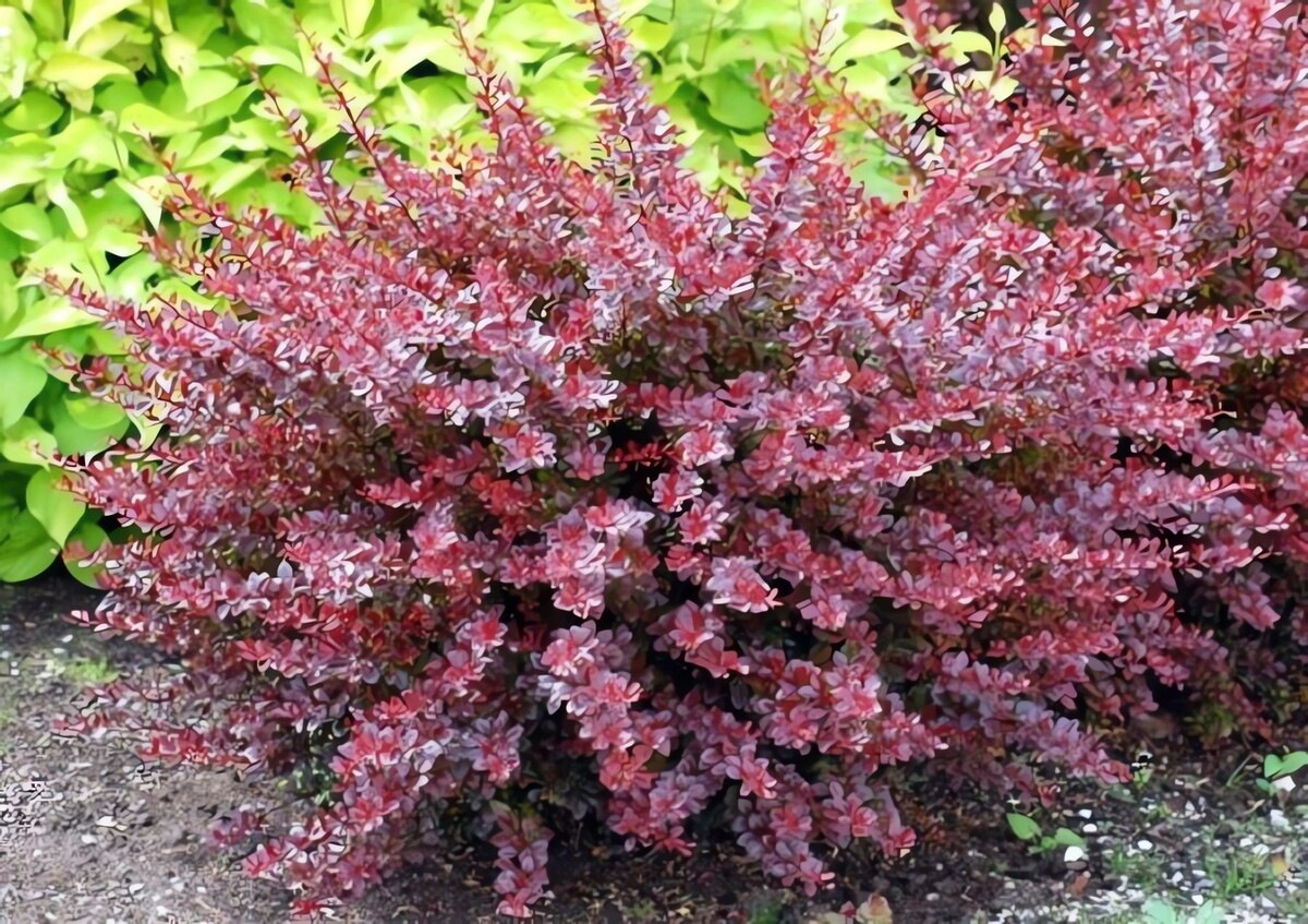 Барбарис многоцветковый Барбарис многоцветковый