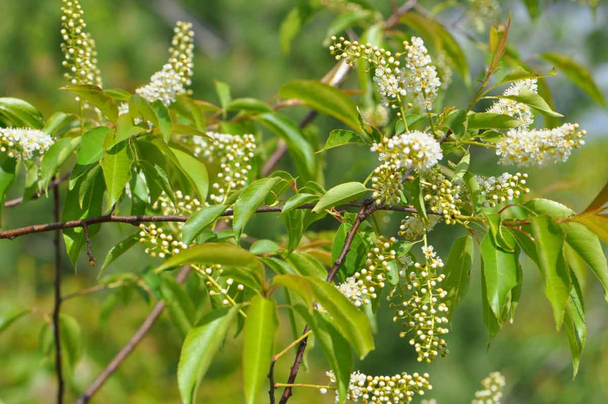 Черемуха сьори