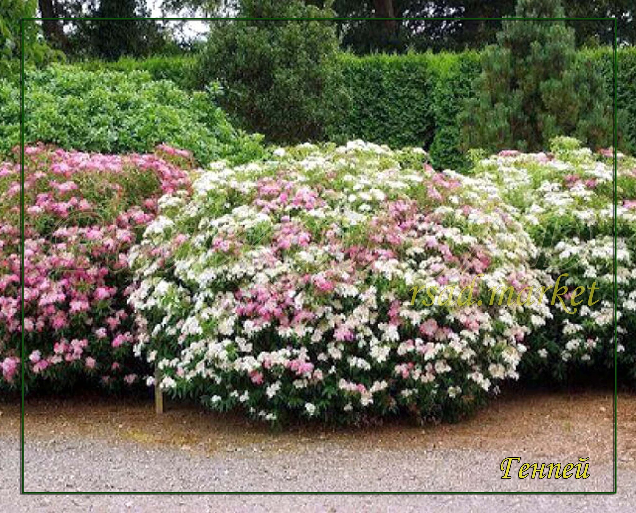 Спирея японская