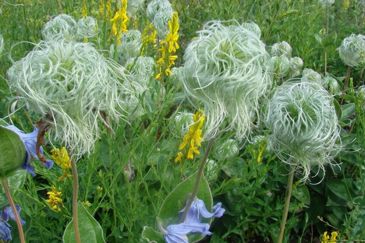 Ломонос сизый