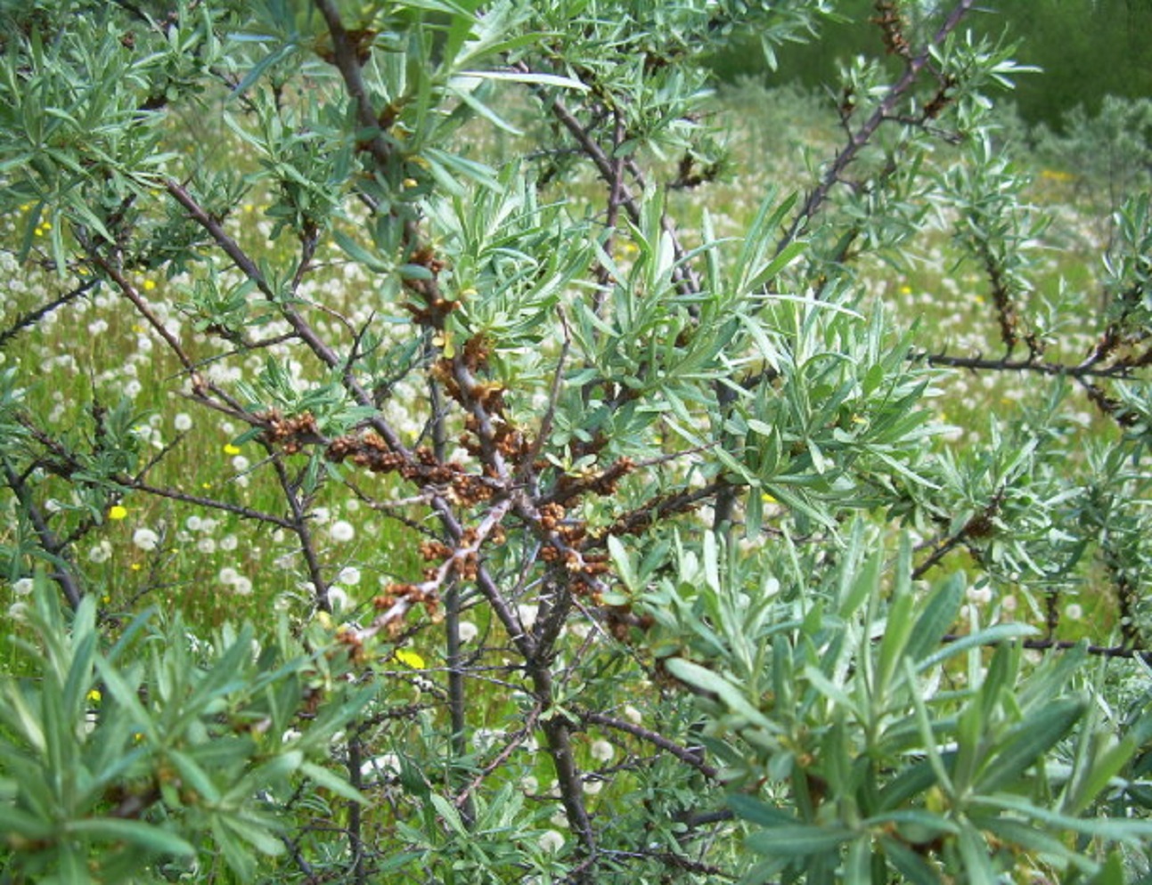 Облепиха Облепиха