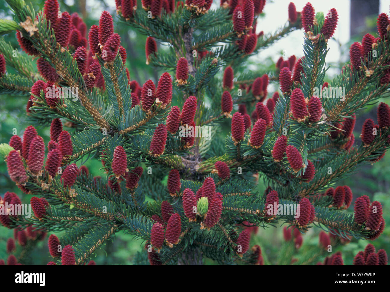 Ель аянская