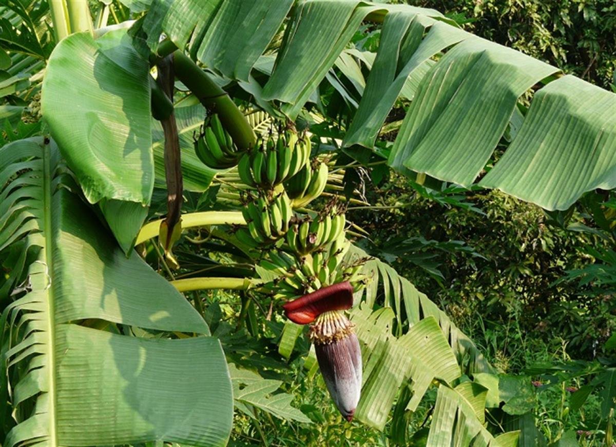Банан райский Банан райский