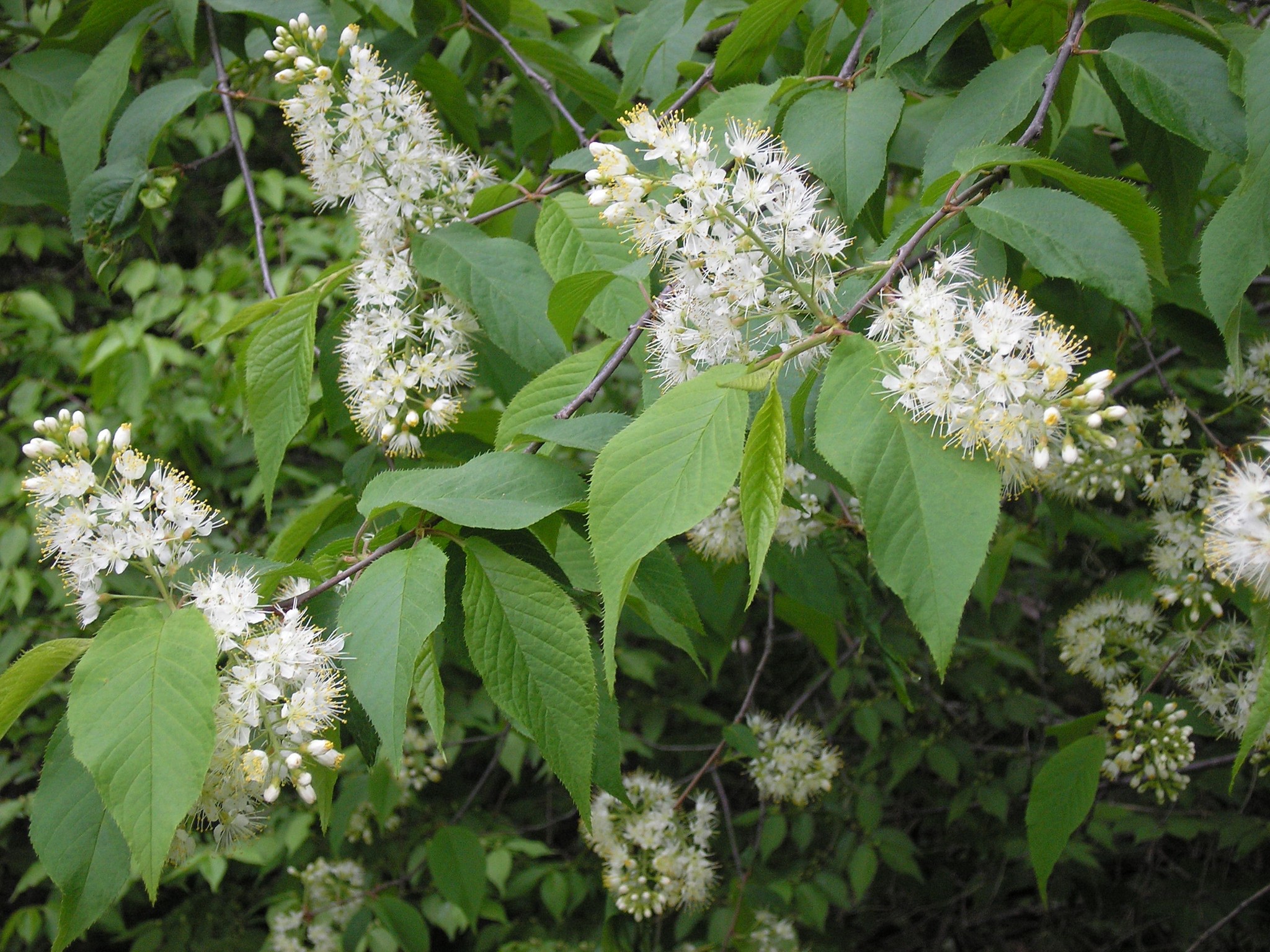 Черемуха Маака