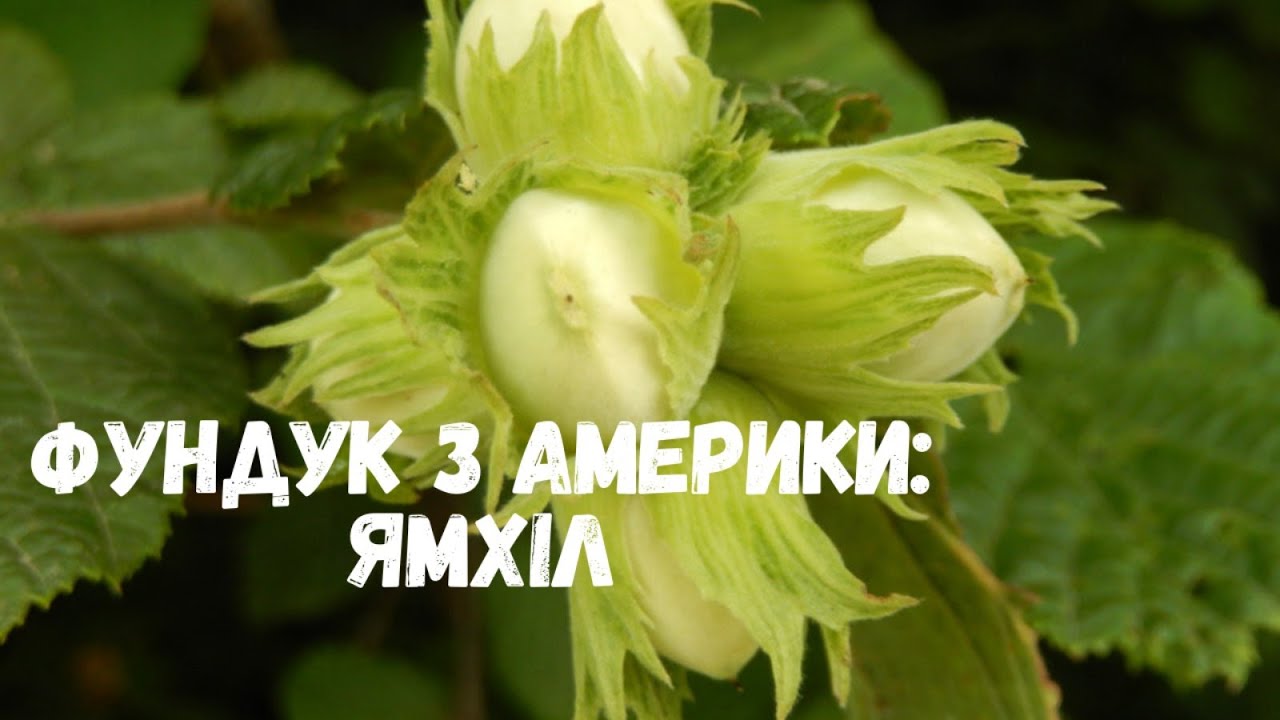 Фундук