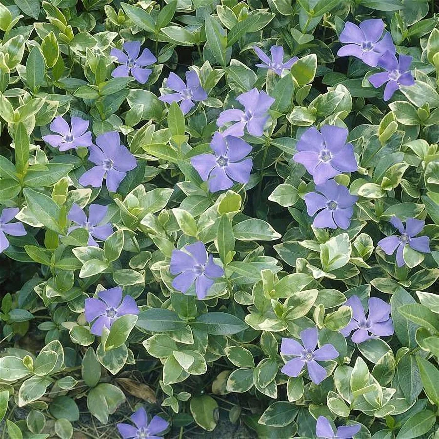 Барвинок большой