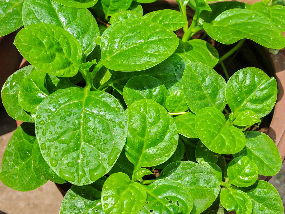 Ясень зеленый Ясень зеленый