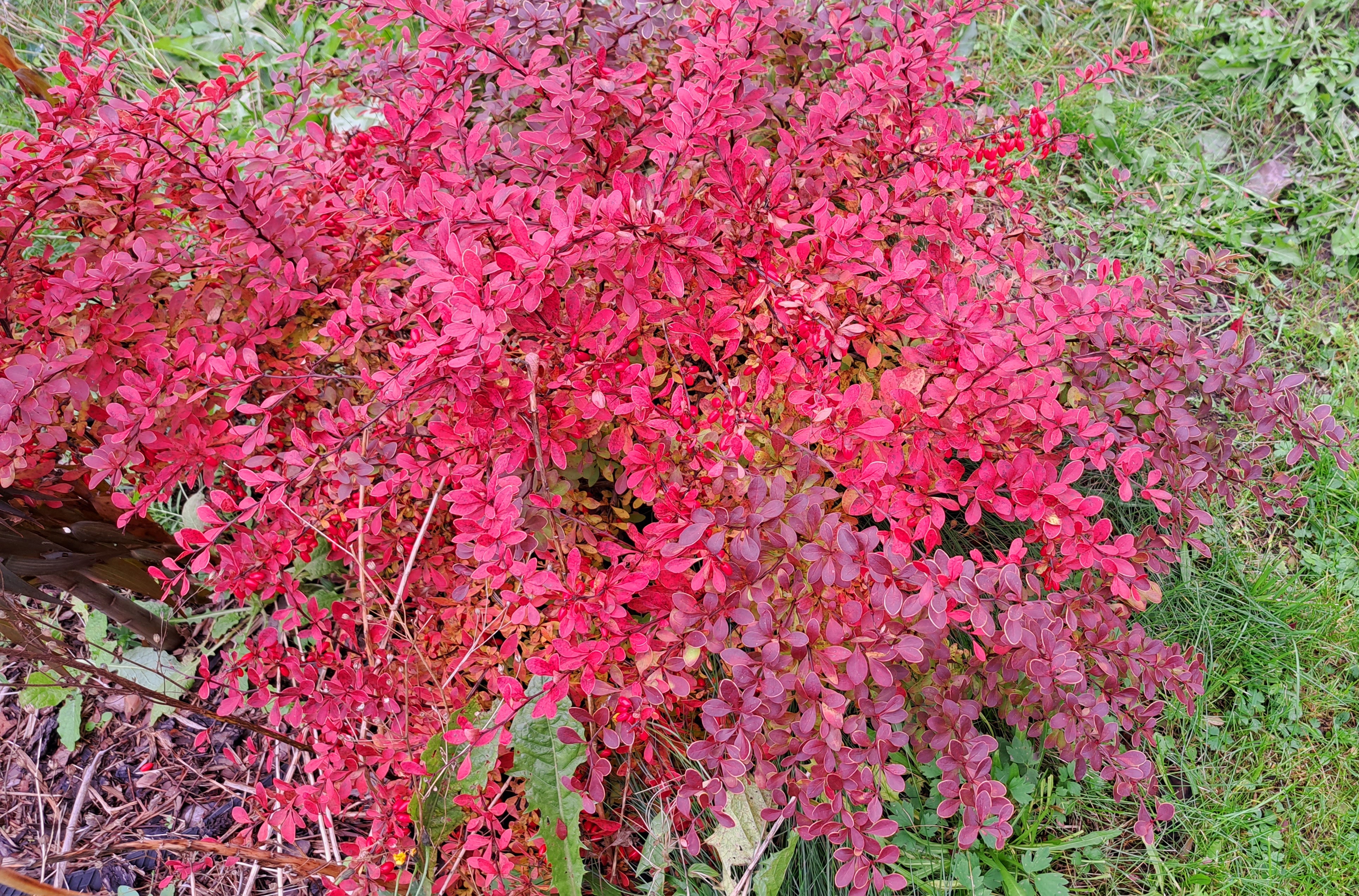 Барбарис критский