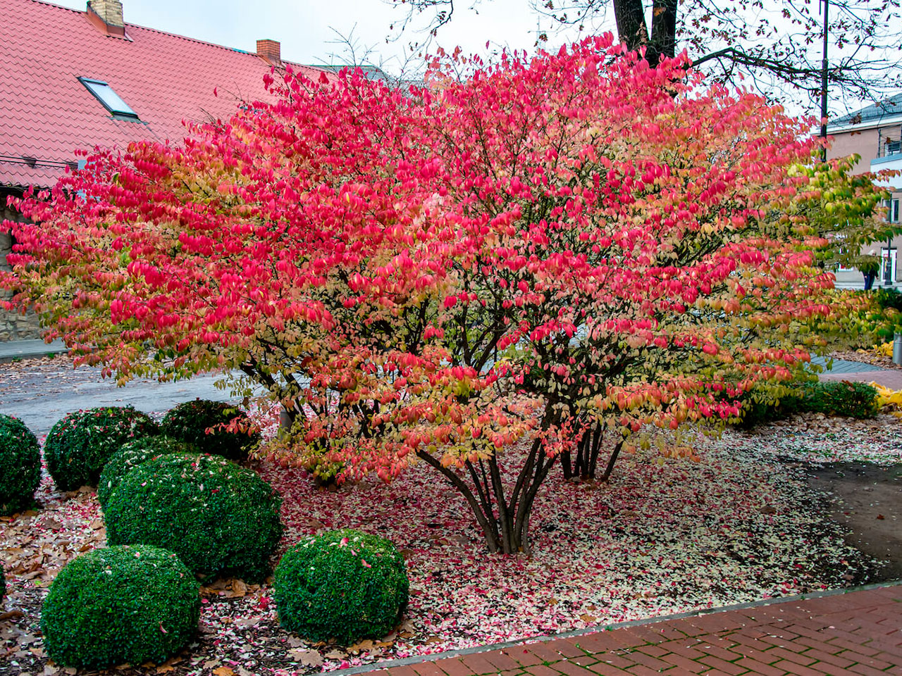 Бересклет крылатый
