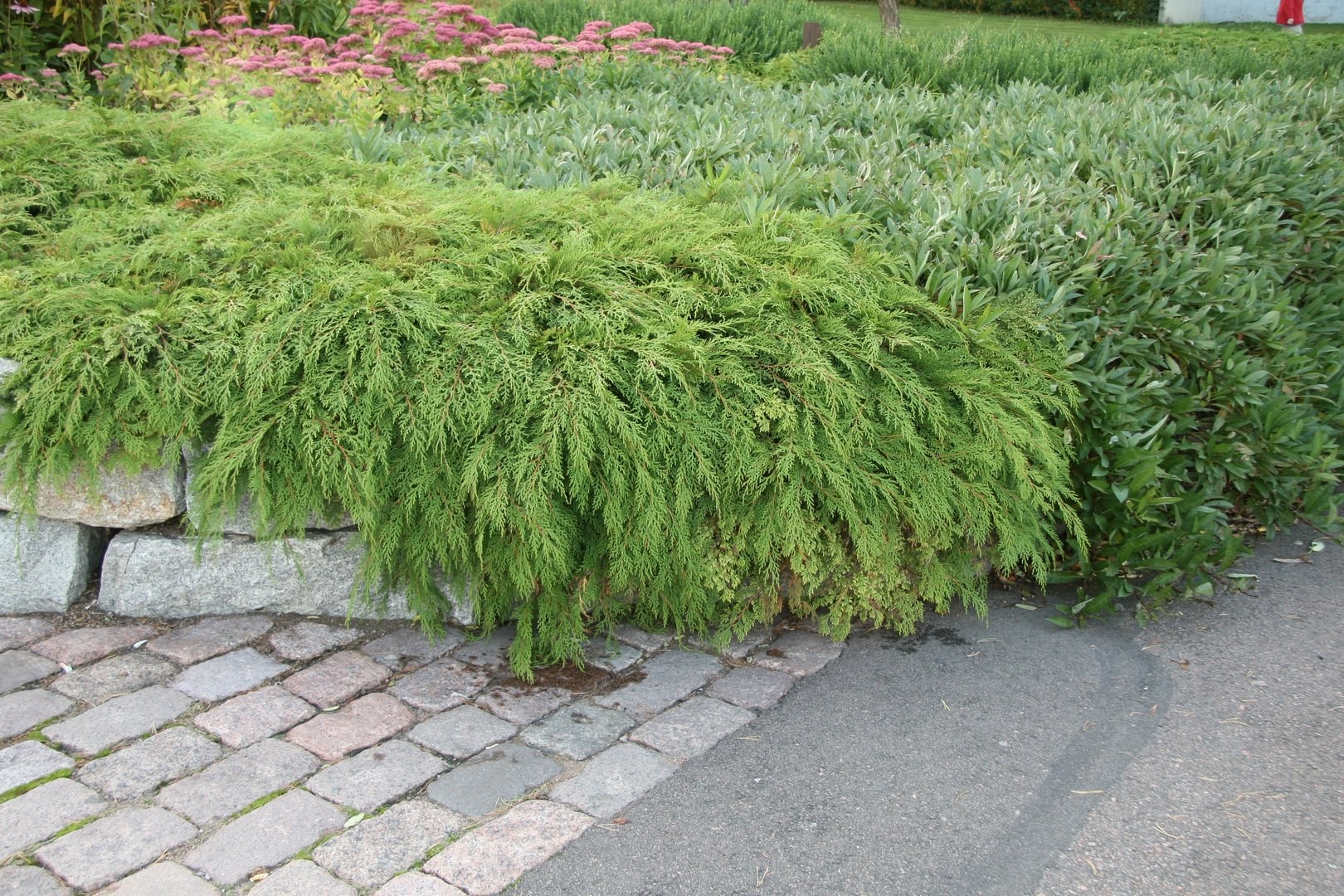 Микробиота