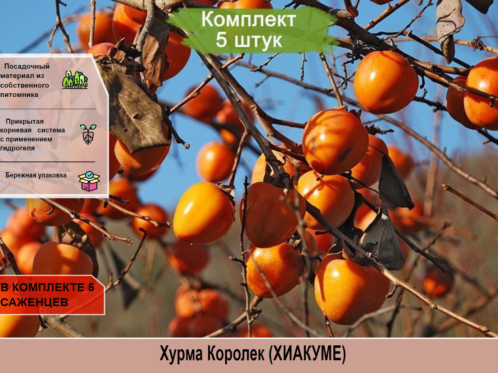 Хурма