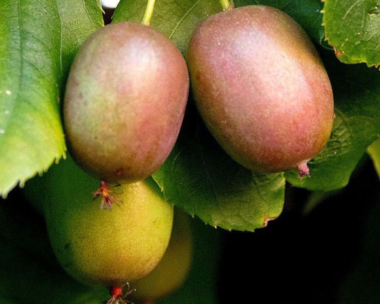 Актинидия острая