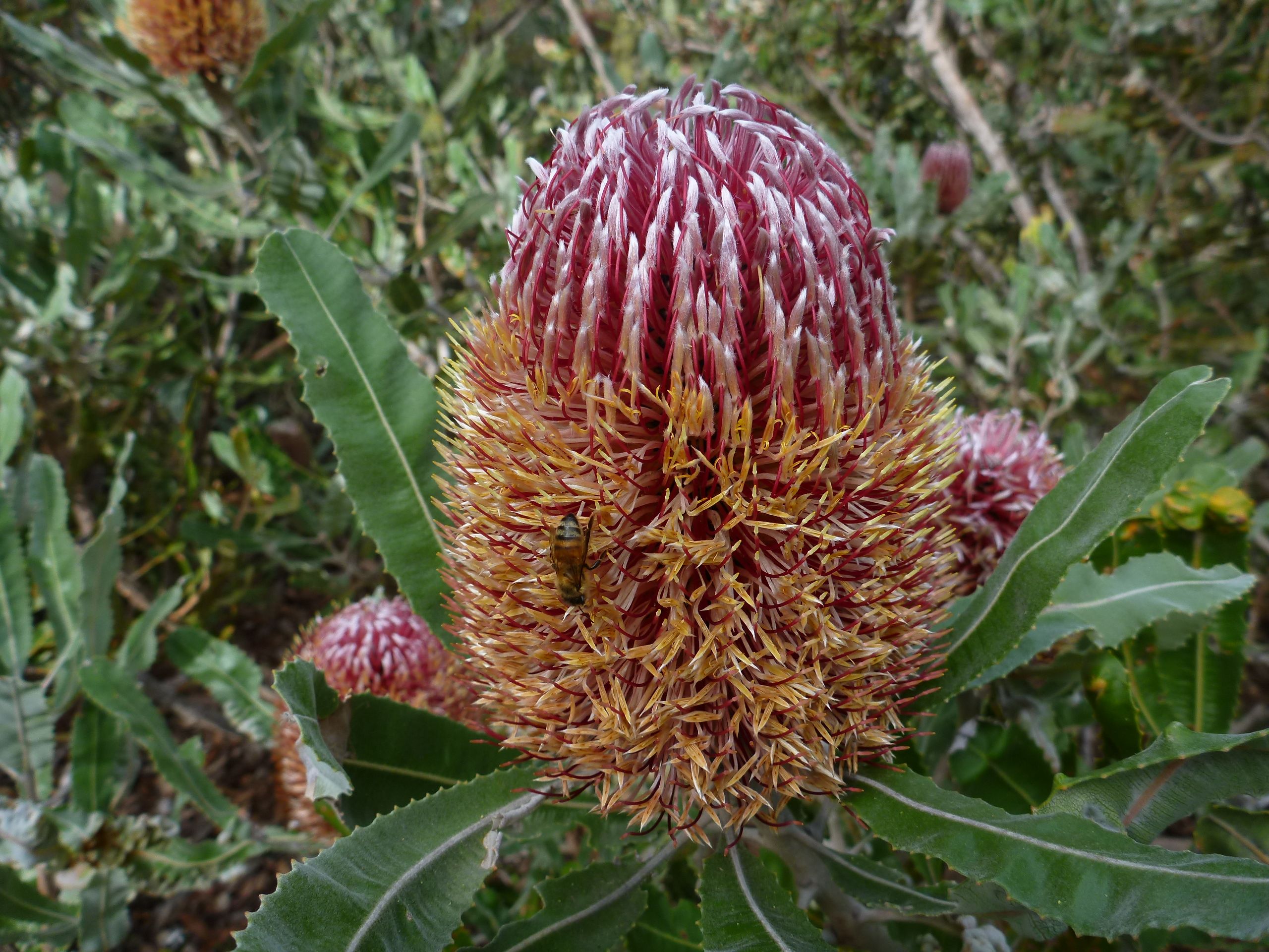 Банксия пильчатая Банксия пильчатая