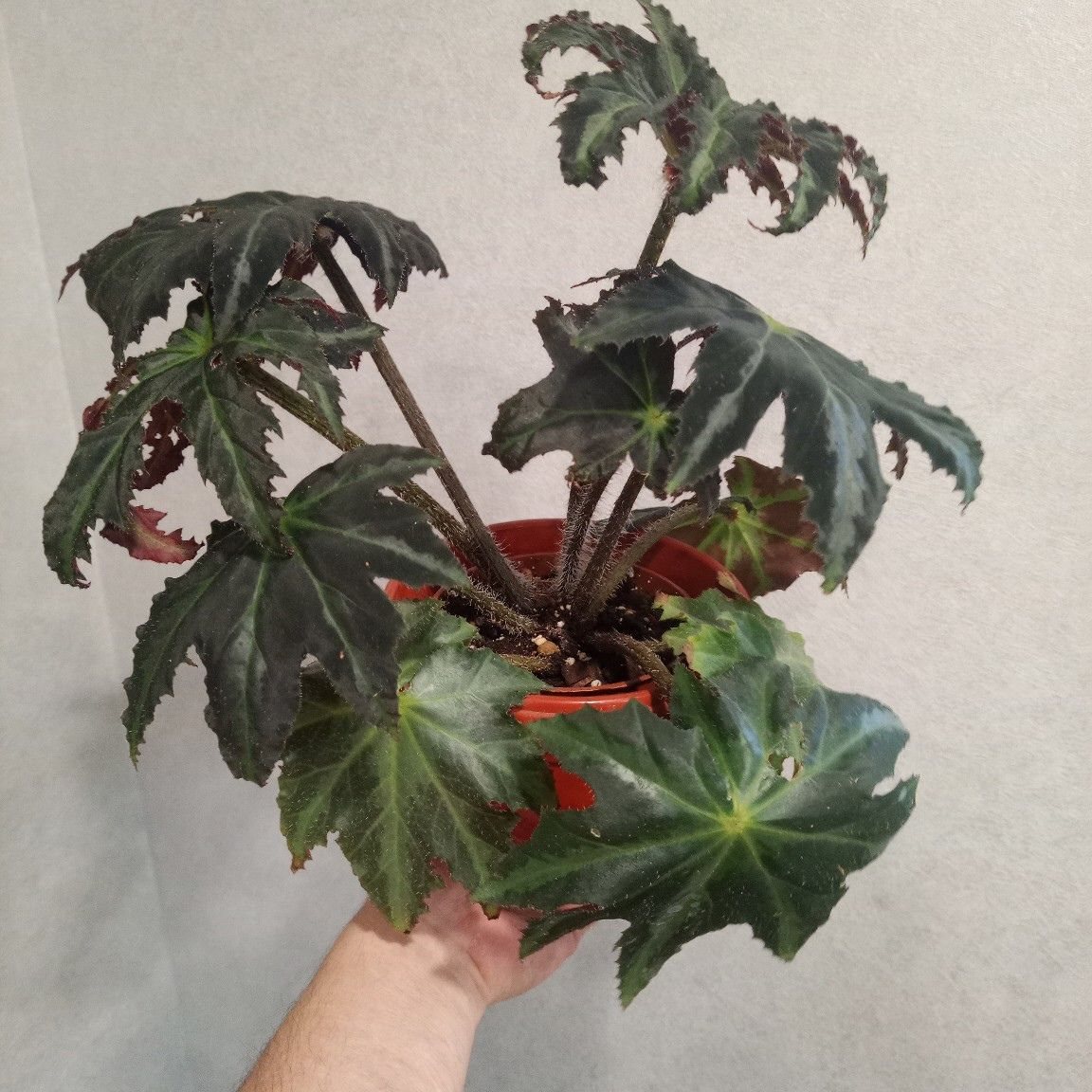 Бегониевые