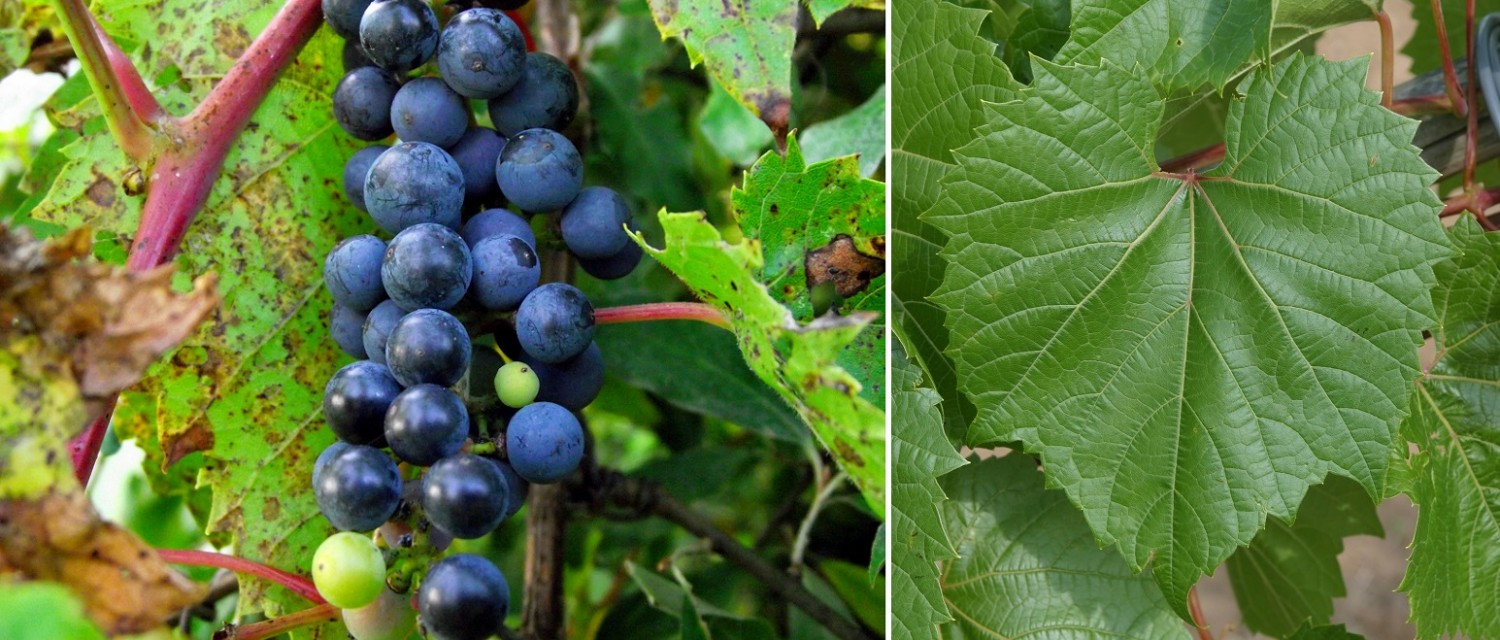 Виноград лабруска