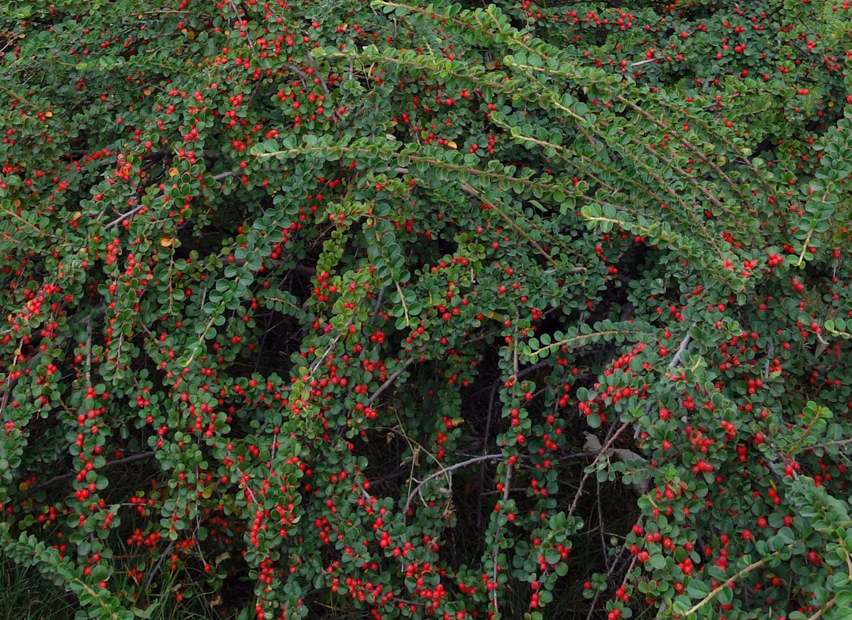 Кизильник пузырчатый