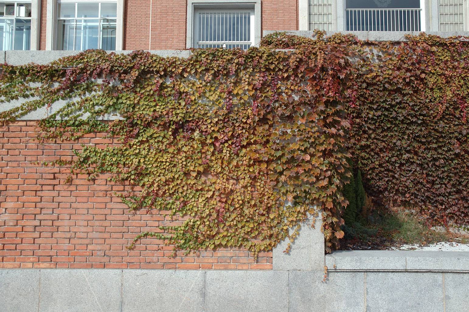 Девичий виноград триостренный