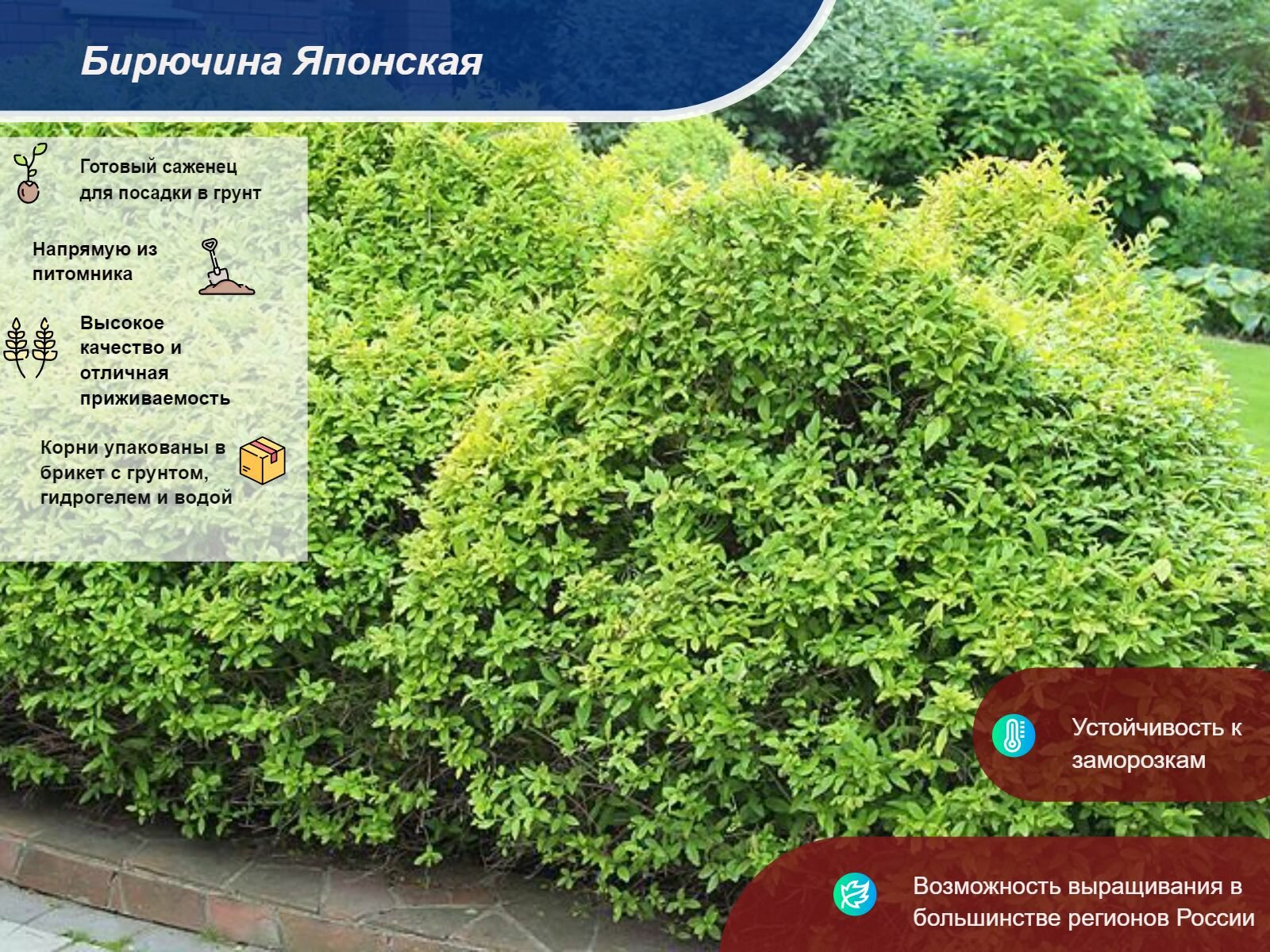 Бирючина японская Бирючина японская