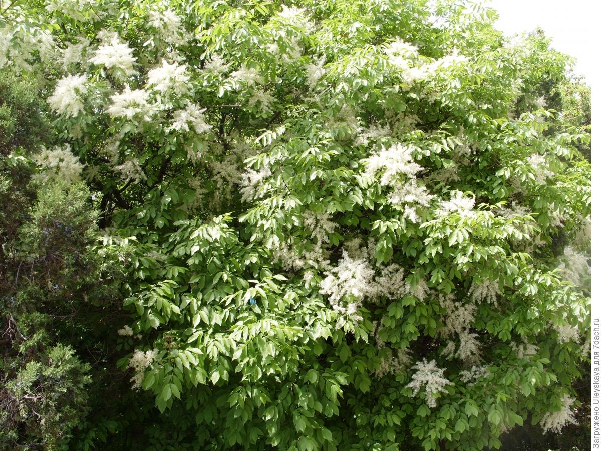 Ясень белый