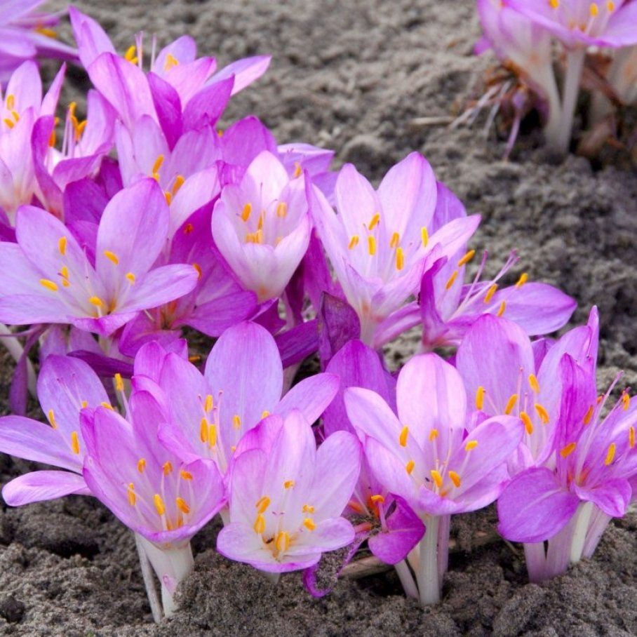 Безвременник