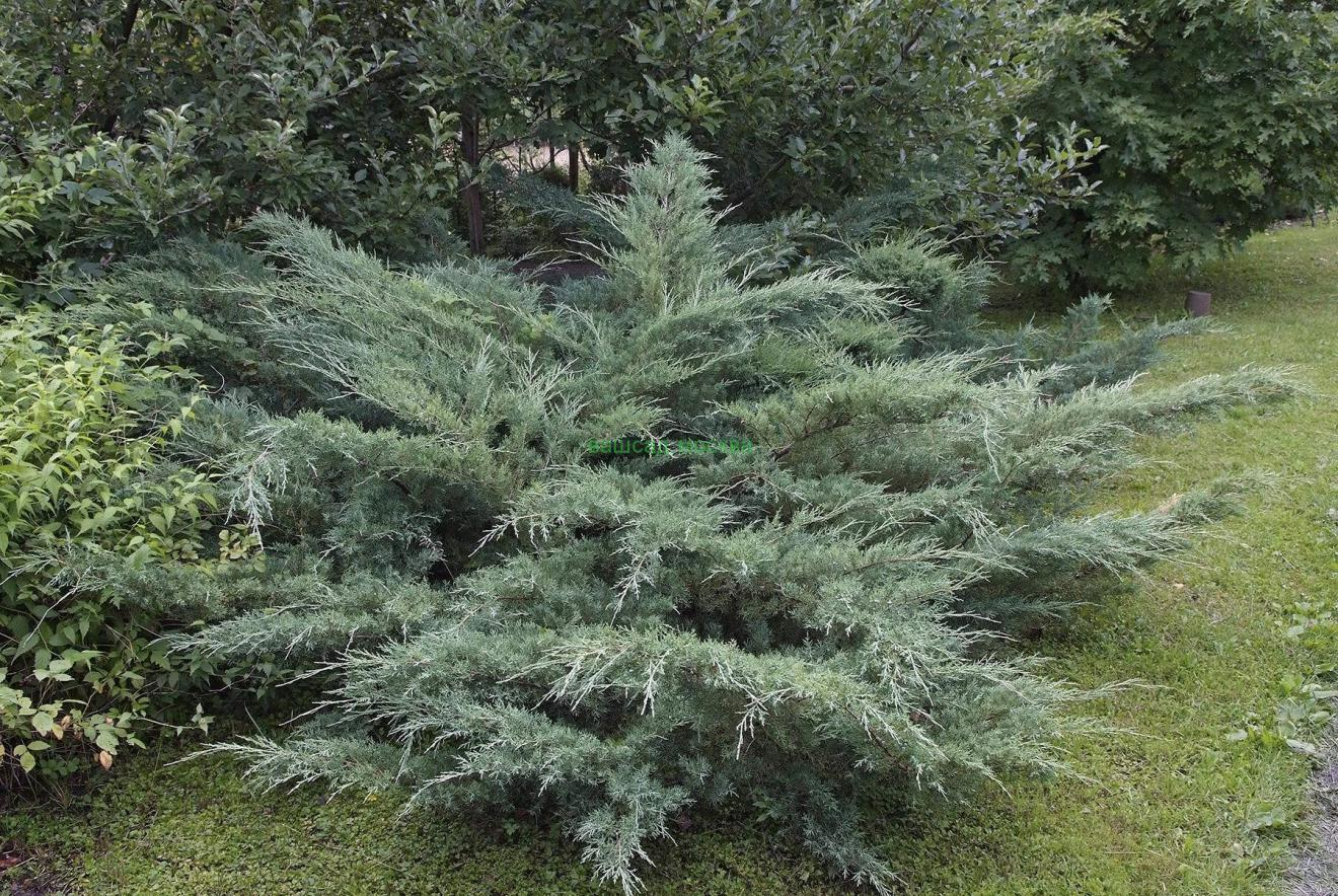 Можжевельник виргинский Можжевельник виргинский