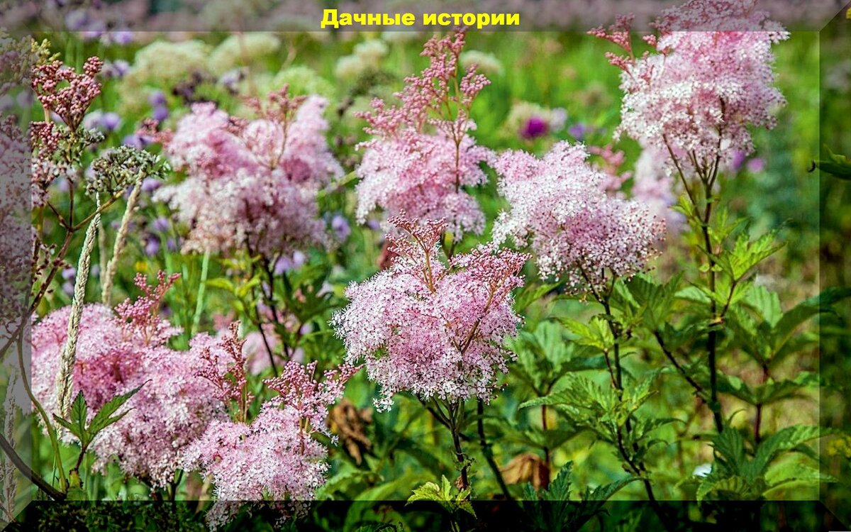 Лабазник