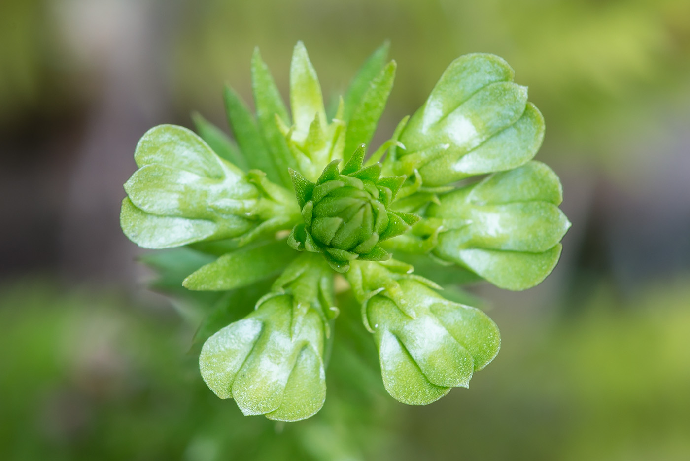 Баранец арктический
