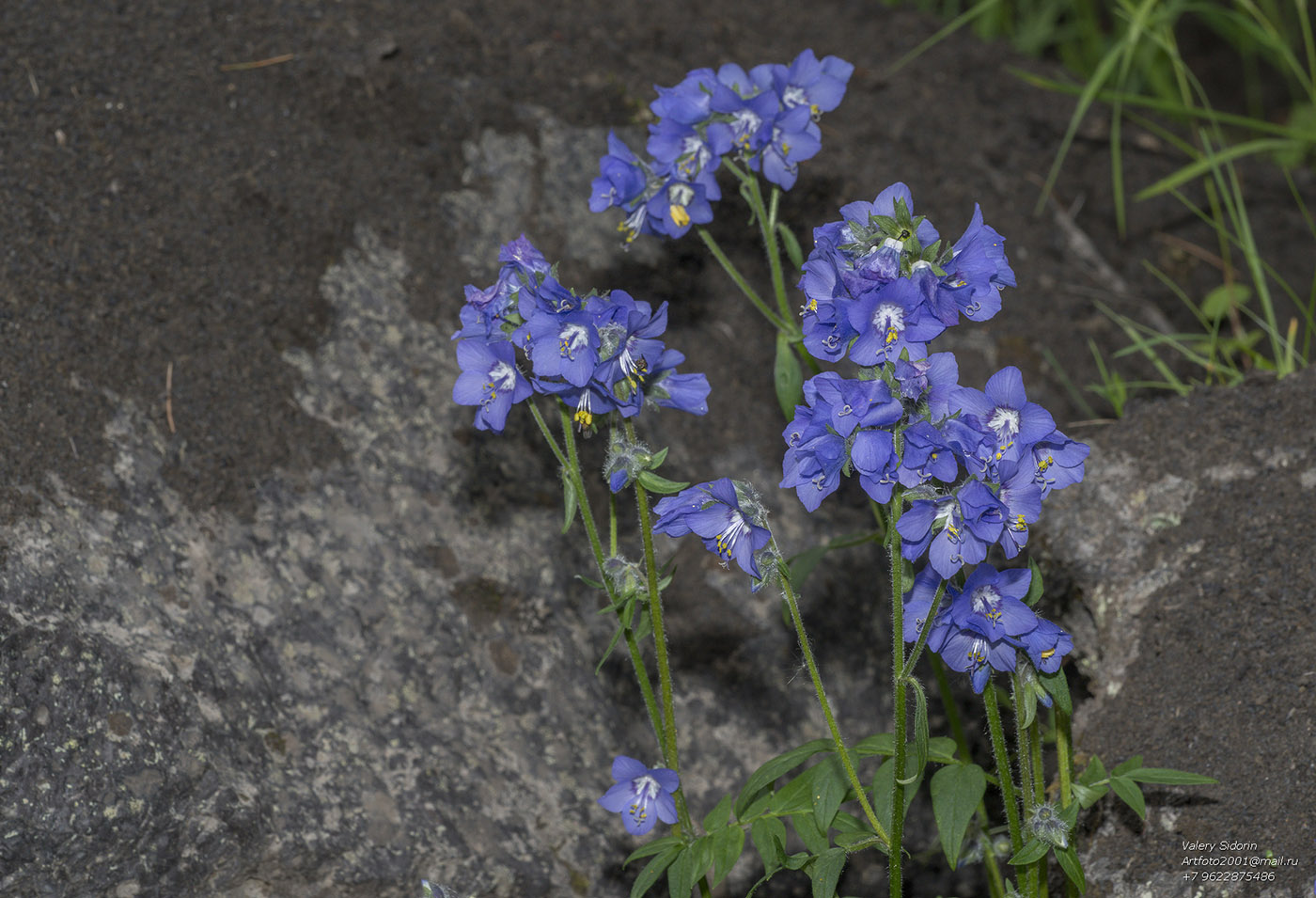 Синюха Синюха