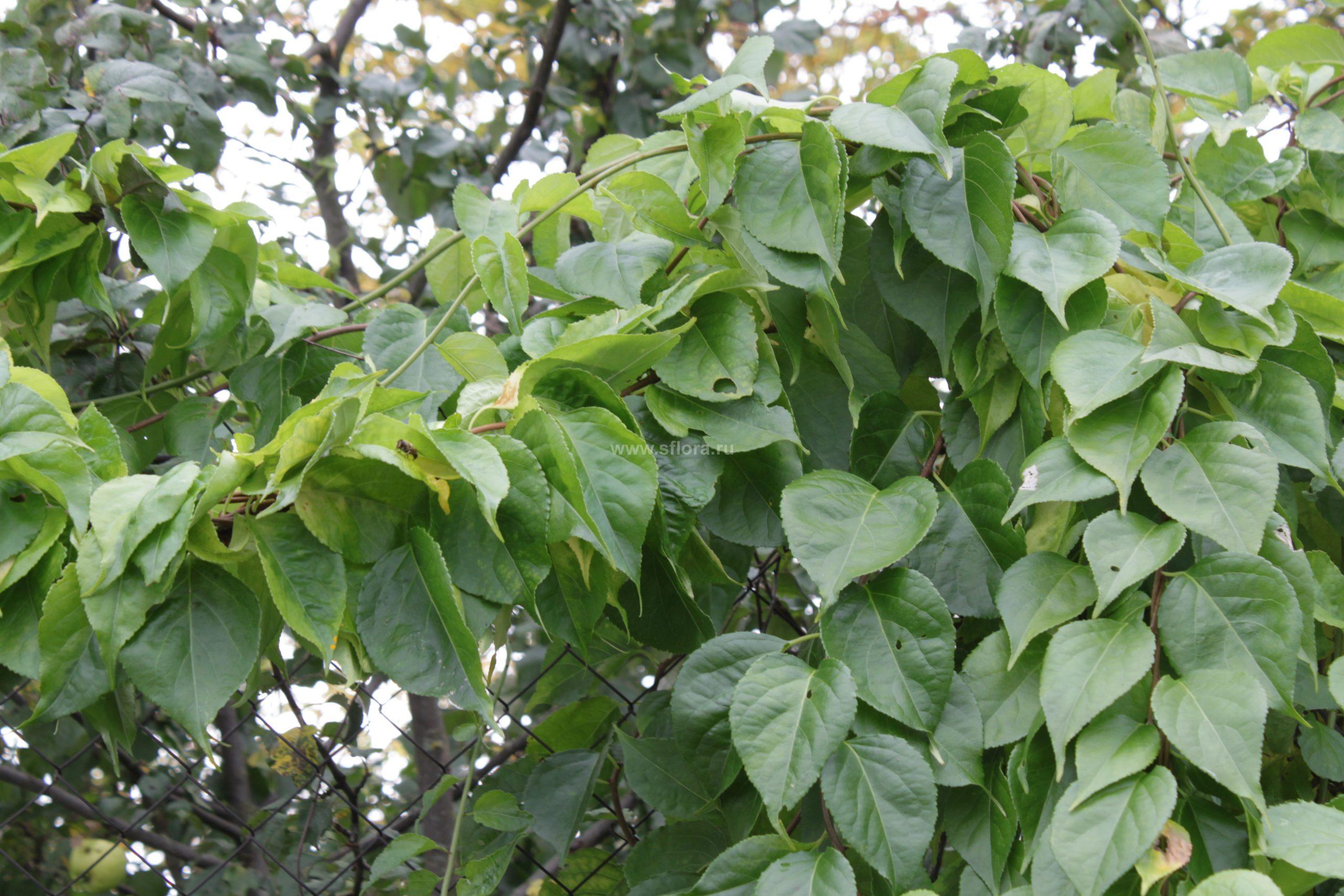 Древогубец лазящий