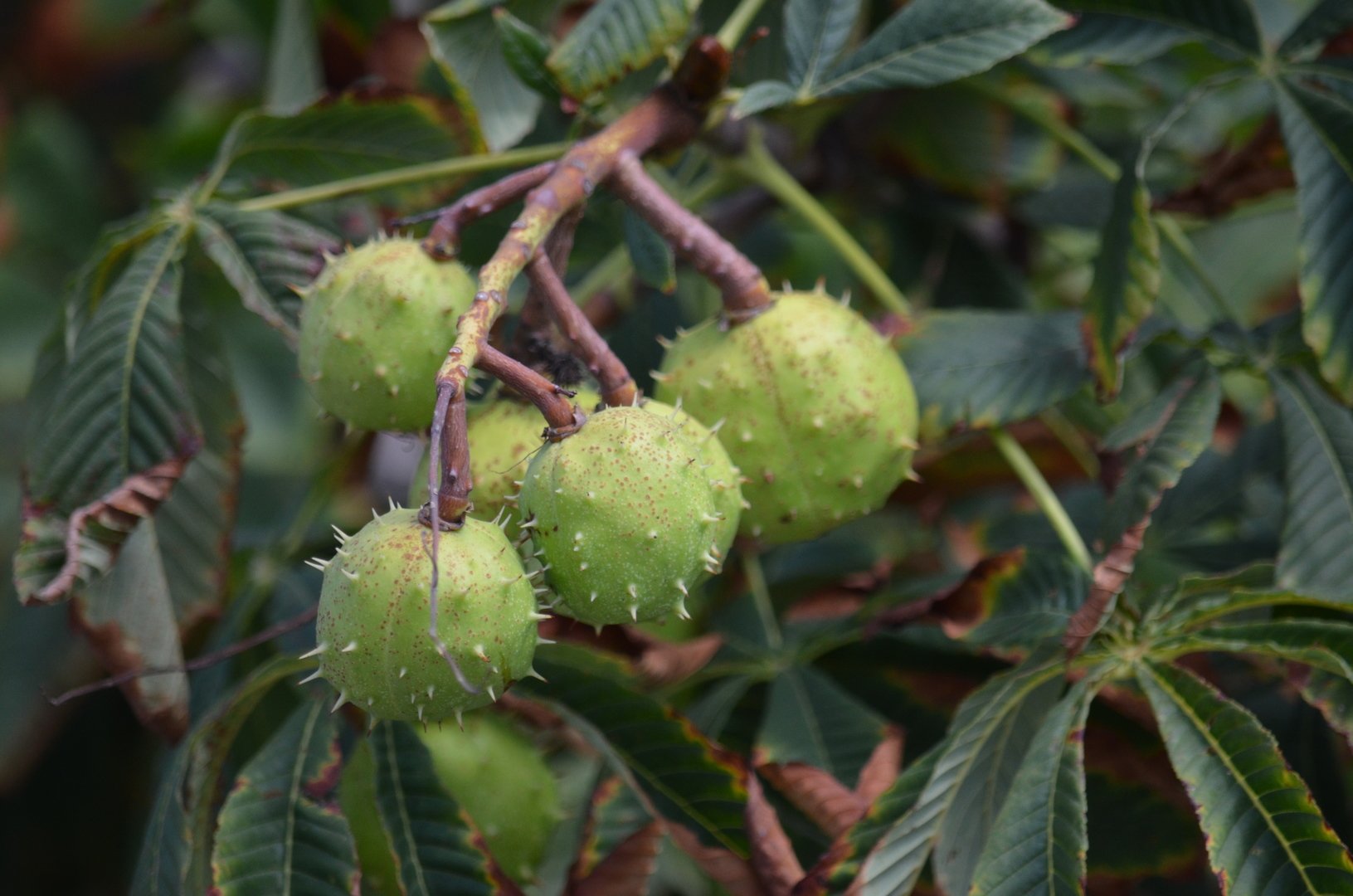 Каштан Сегю