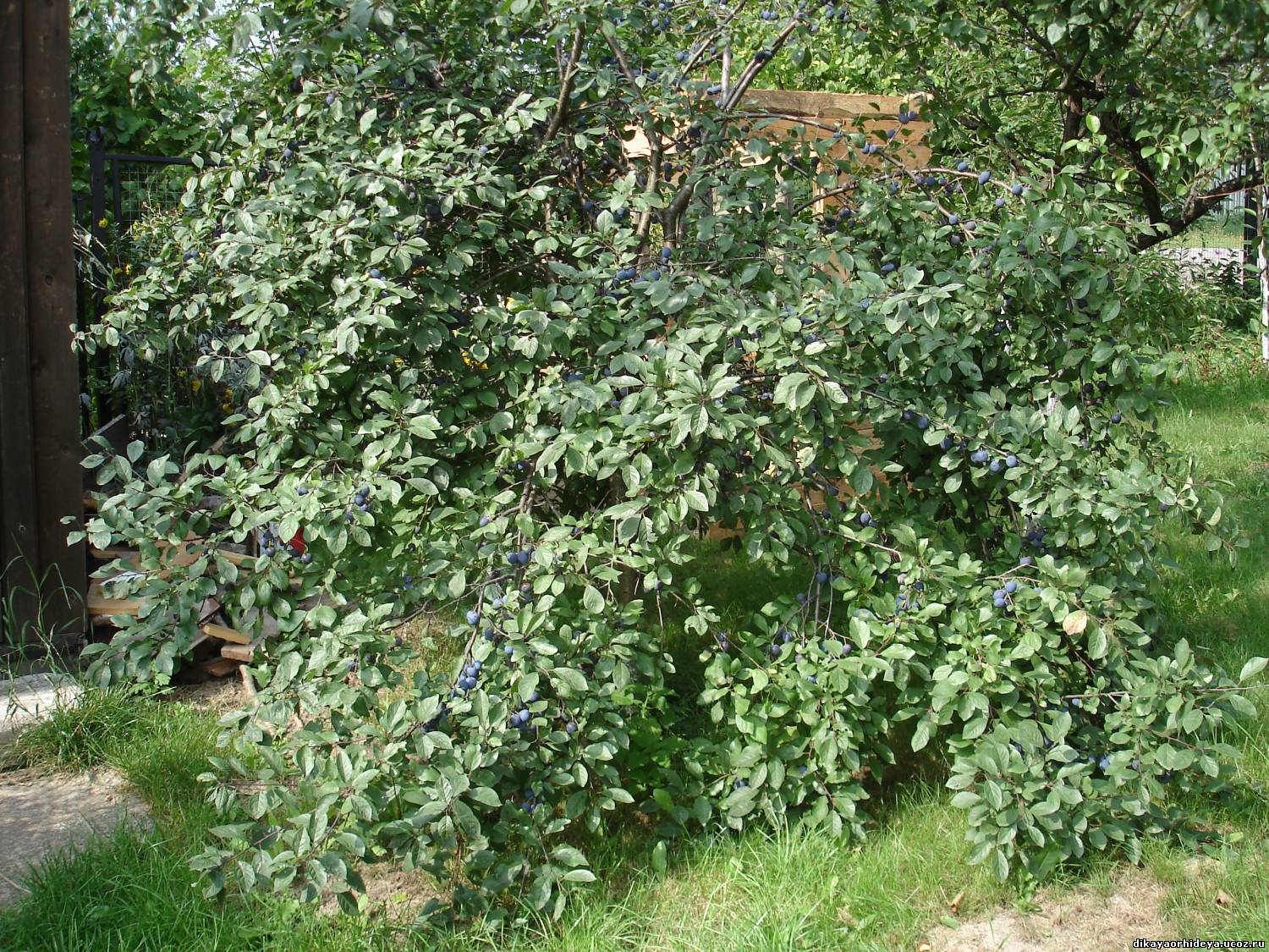 Кустарниковая слива Кустарниковая слива