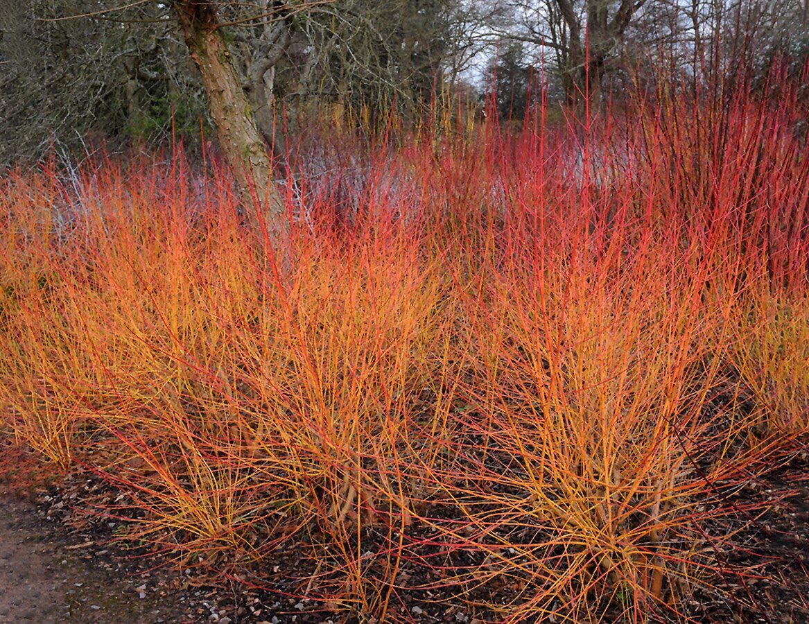 Дерен кроваво-красный Дерен кроваво-красный