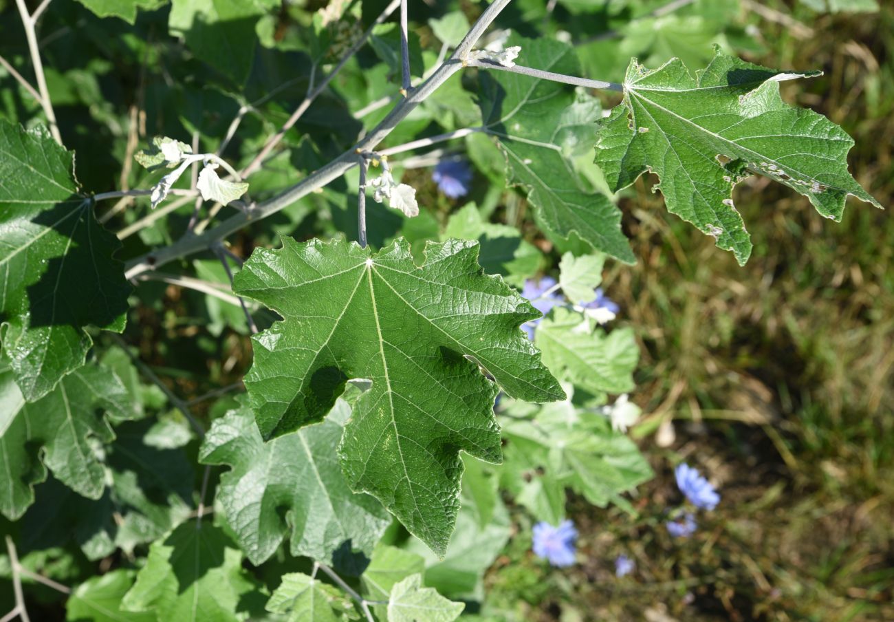 Тополь белый Тополь белый