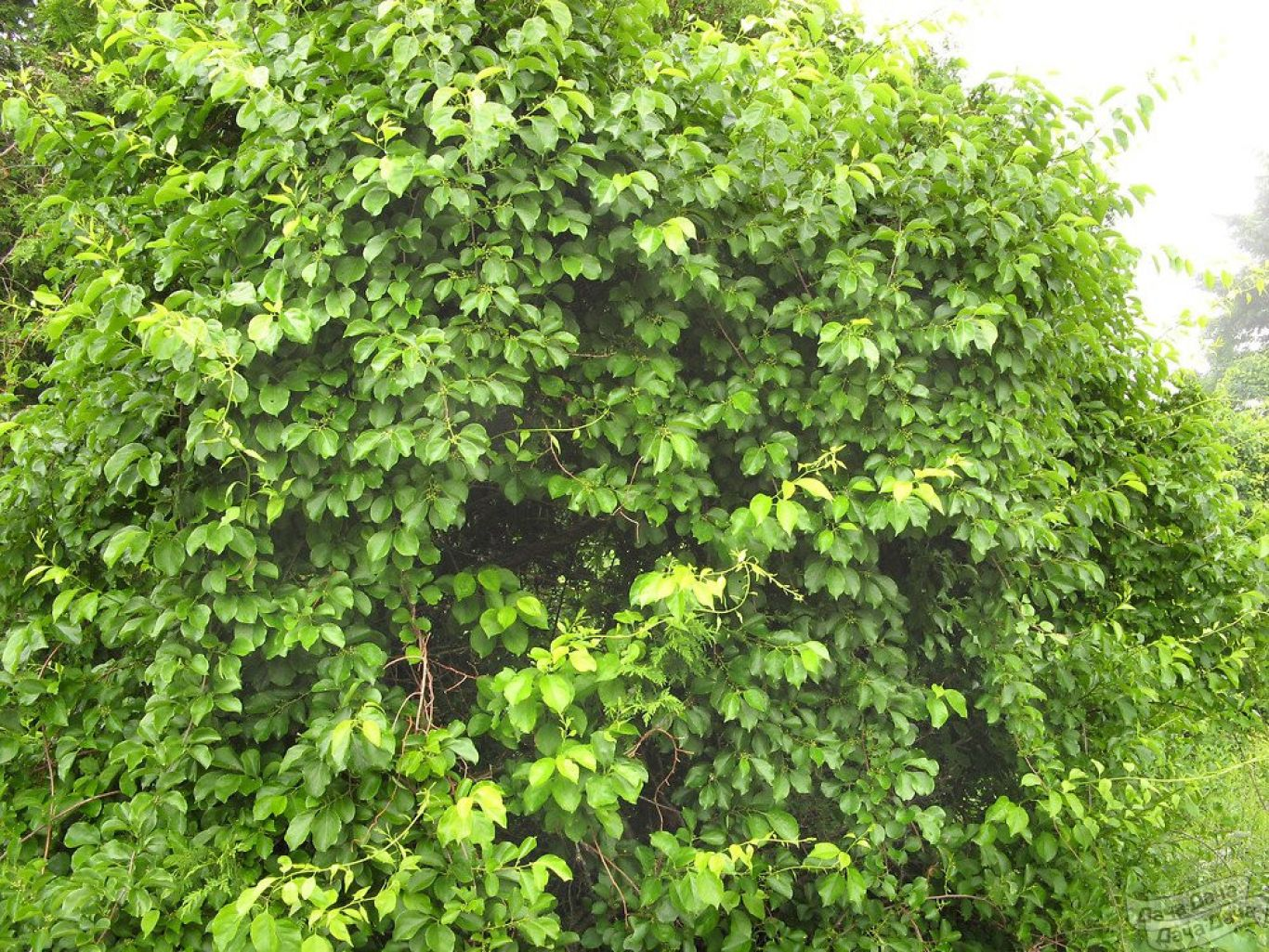 Древогубец гибридный