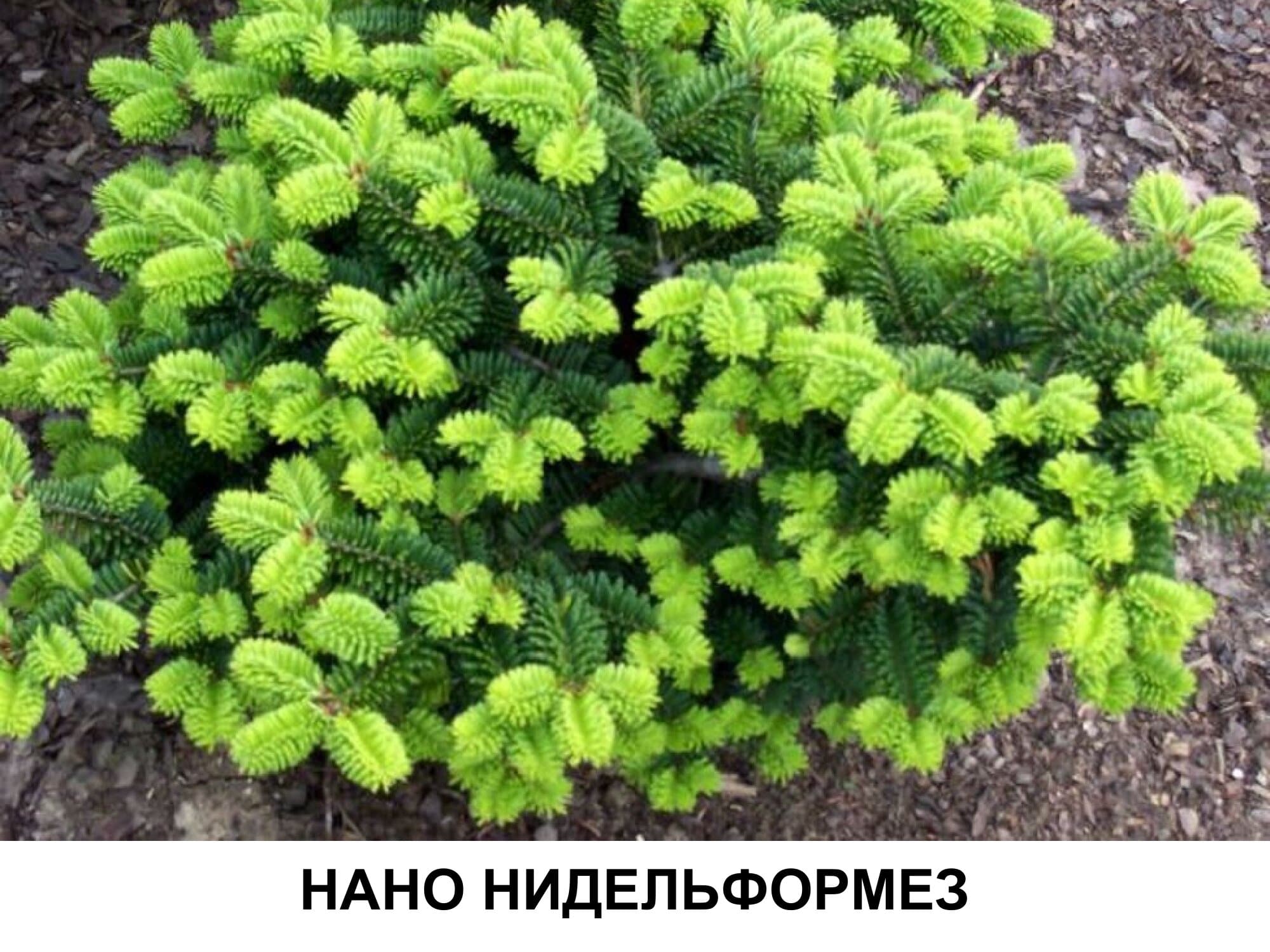 Пихта бальзамическая