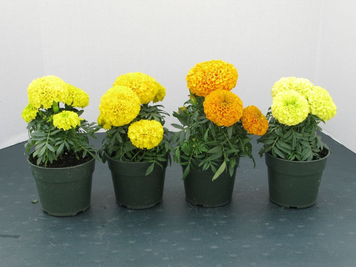 Бархатцы прямостоячие Бархатцы прямостоячие