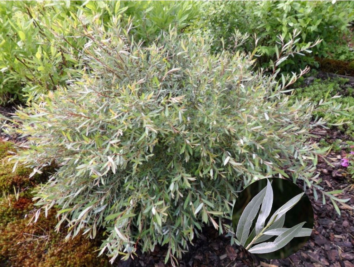 Ива пепельная