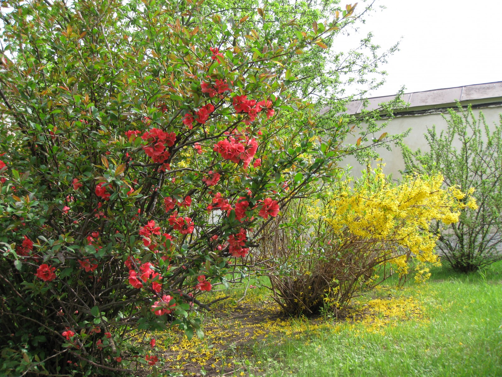 Айва катаянская Айва катаянская