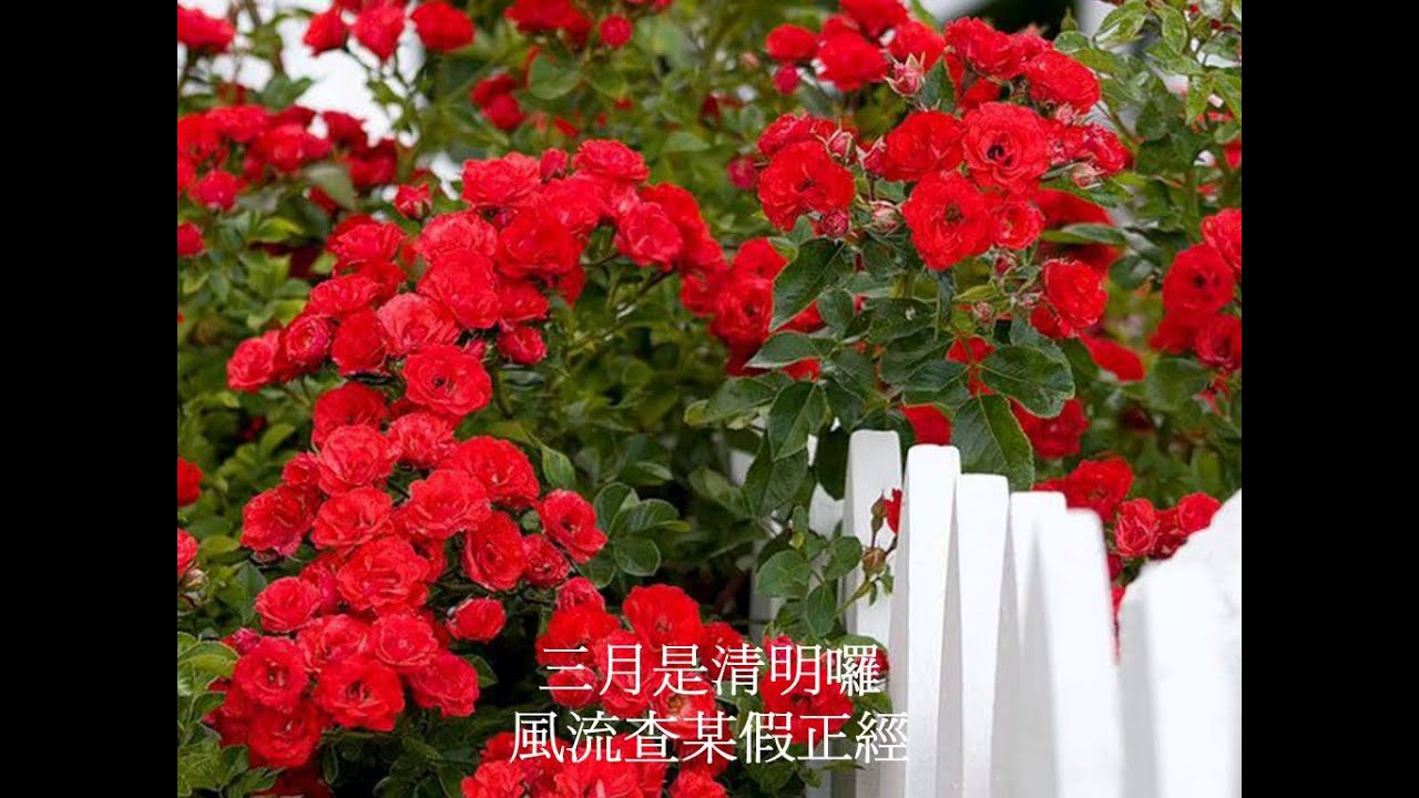 Роза плетистая Роза плетистая