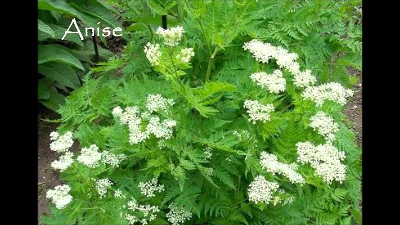 Бадьян анисовый