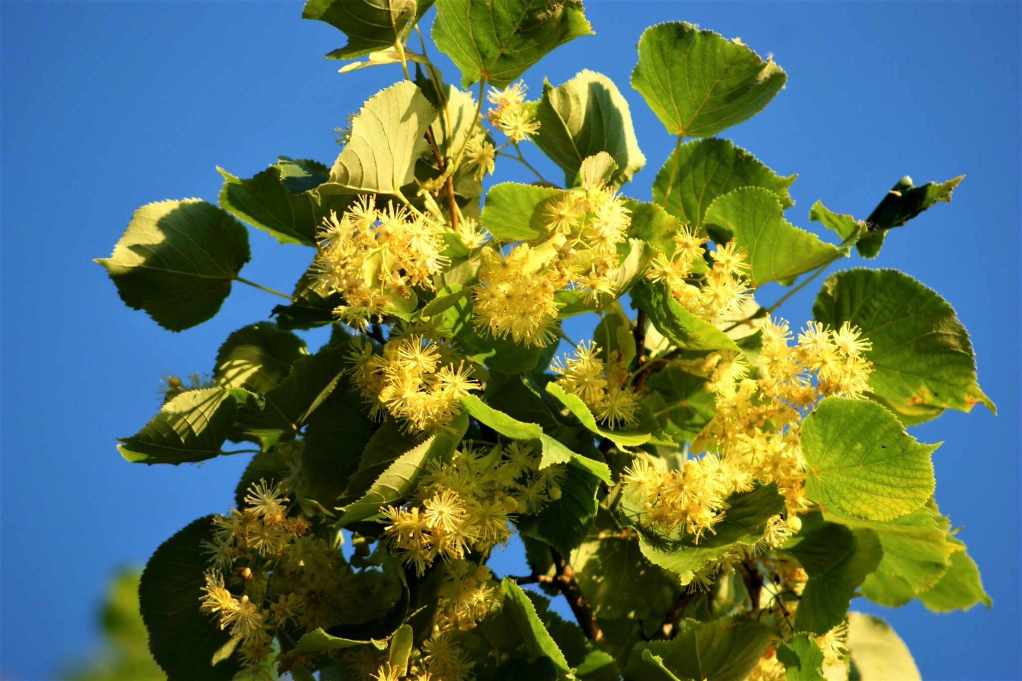 Липа серебристая Липа серебристая