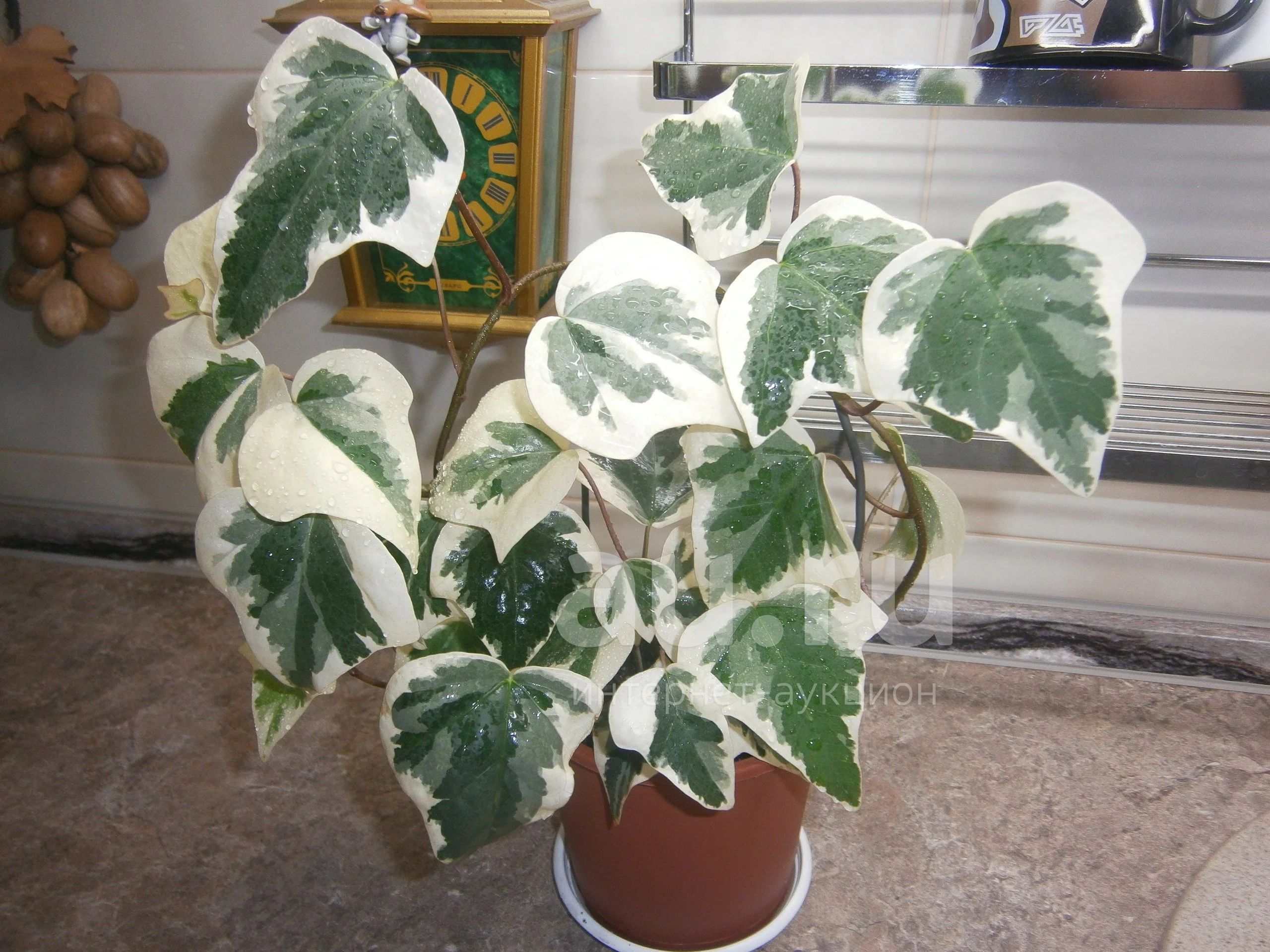 Плющ пестрый