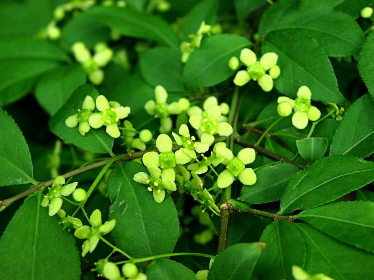 Бересклет европейский