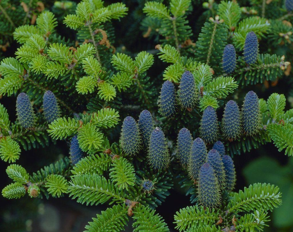 Пихта корейская