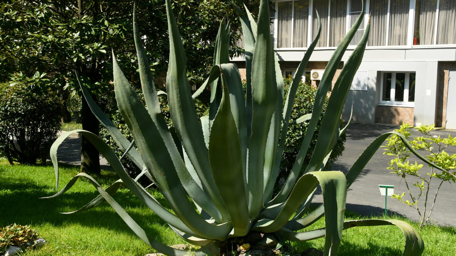 Агава Агава